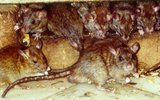 Rats-karnimata-crevice-n08